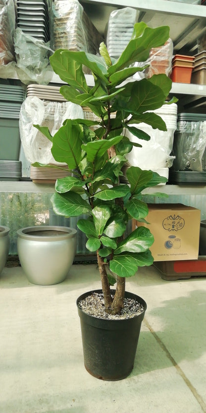 Ficus Lyrata - Fiddle Fig Leaf Plant - Indoor House Plant - نبات داخلي