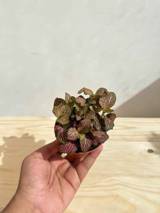 Fittonia Plant (Pink) - نبات الفيتونيا (وردي)