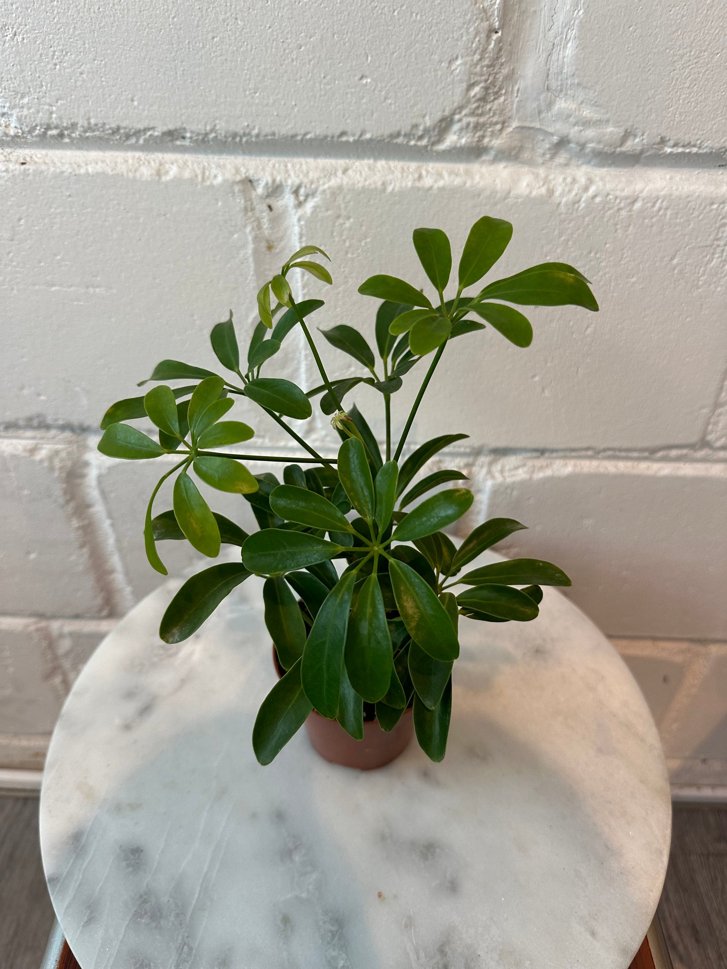 Schefflera Arboricola Nora - Indoor House Plant - نبات داخلي