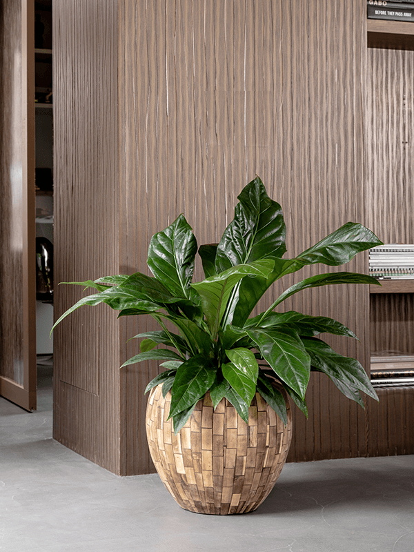 Anthurium Jungle ...