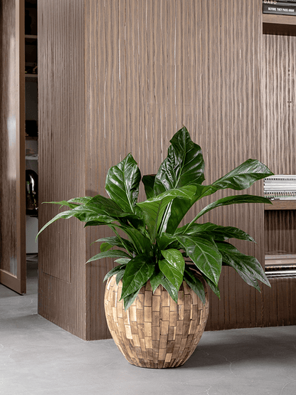 Anthurium Jungle Bush - Indoor House Plant - نبات داخلي