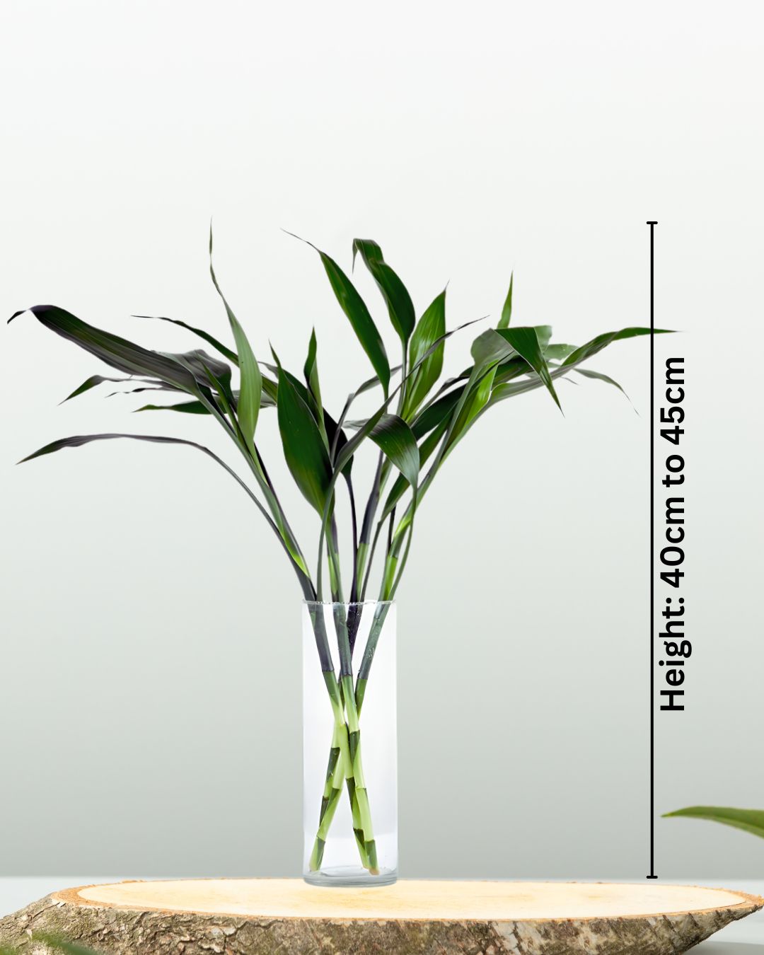 Lucky Bamboo in Glass Vase - نبتة بامبو
