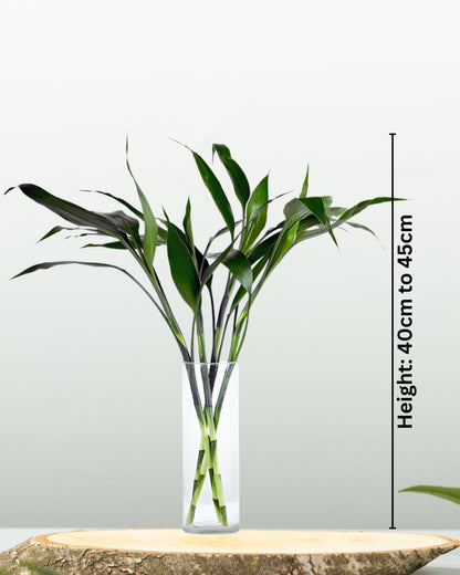 Lucky Bamboo in Glass Vase - نبتة بامبو