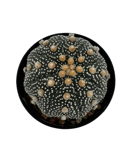 Super Kabuto Cactus - نبات صبّار