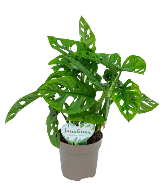 Monstera Adansonii - Obliqua Monkey Leaf - Indoor House Plant
