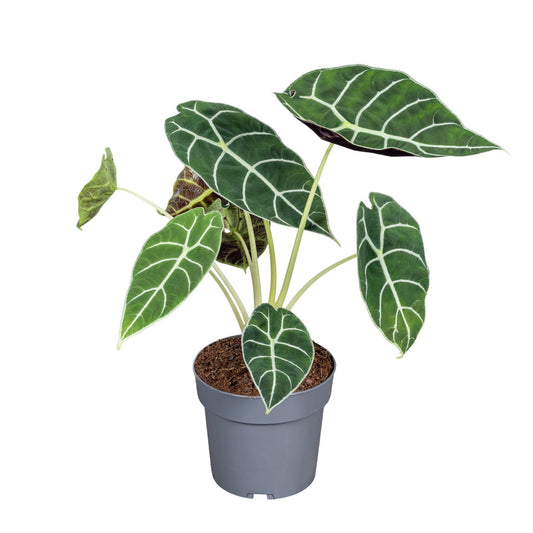 Alocasia Pride Of Corup - Rare Indoor House Plant - نبات داخلي
