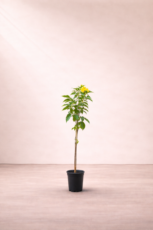 Tecoma stans (Yellow Bells / Yellow Trumpet Tree) - شجرة التيكوما الصفراء