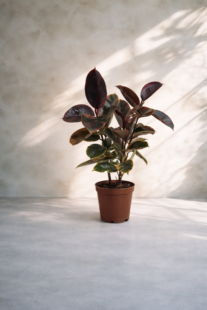 Ficus Elastica Ruby - Rubber Plant - نبات المطاط - نبات داخلي