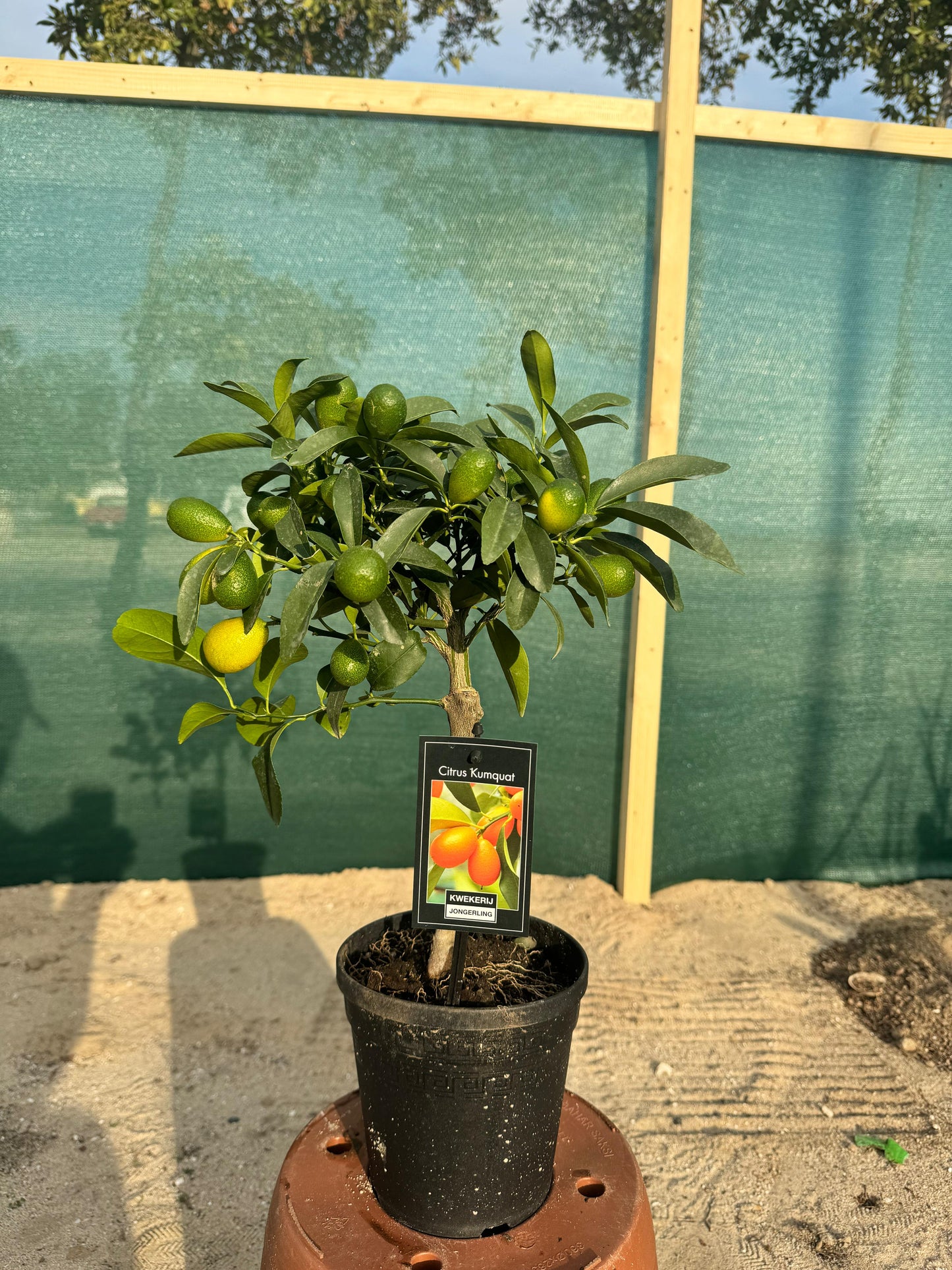 Orange Plant - Citrus Kumquat - نبات البرتقال