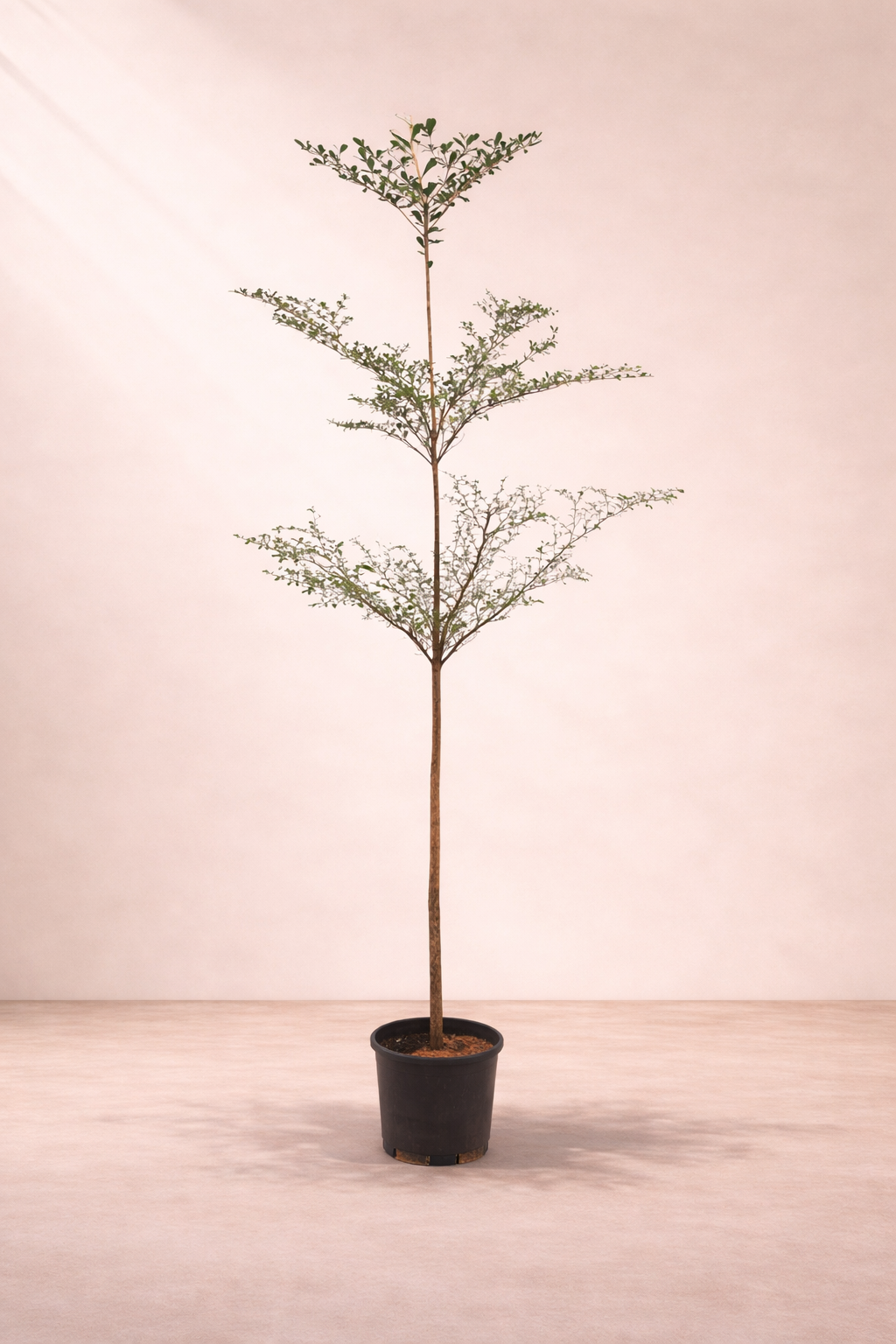 Terminalia Mantaly Tree - ترميناليا مانتالي