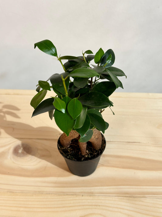 Ficus Microcarpa Ginseng - Indoor Bonsai House Plant - نبات داخلي