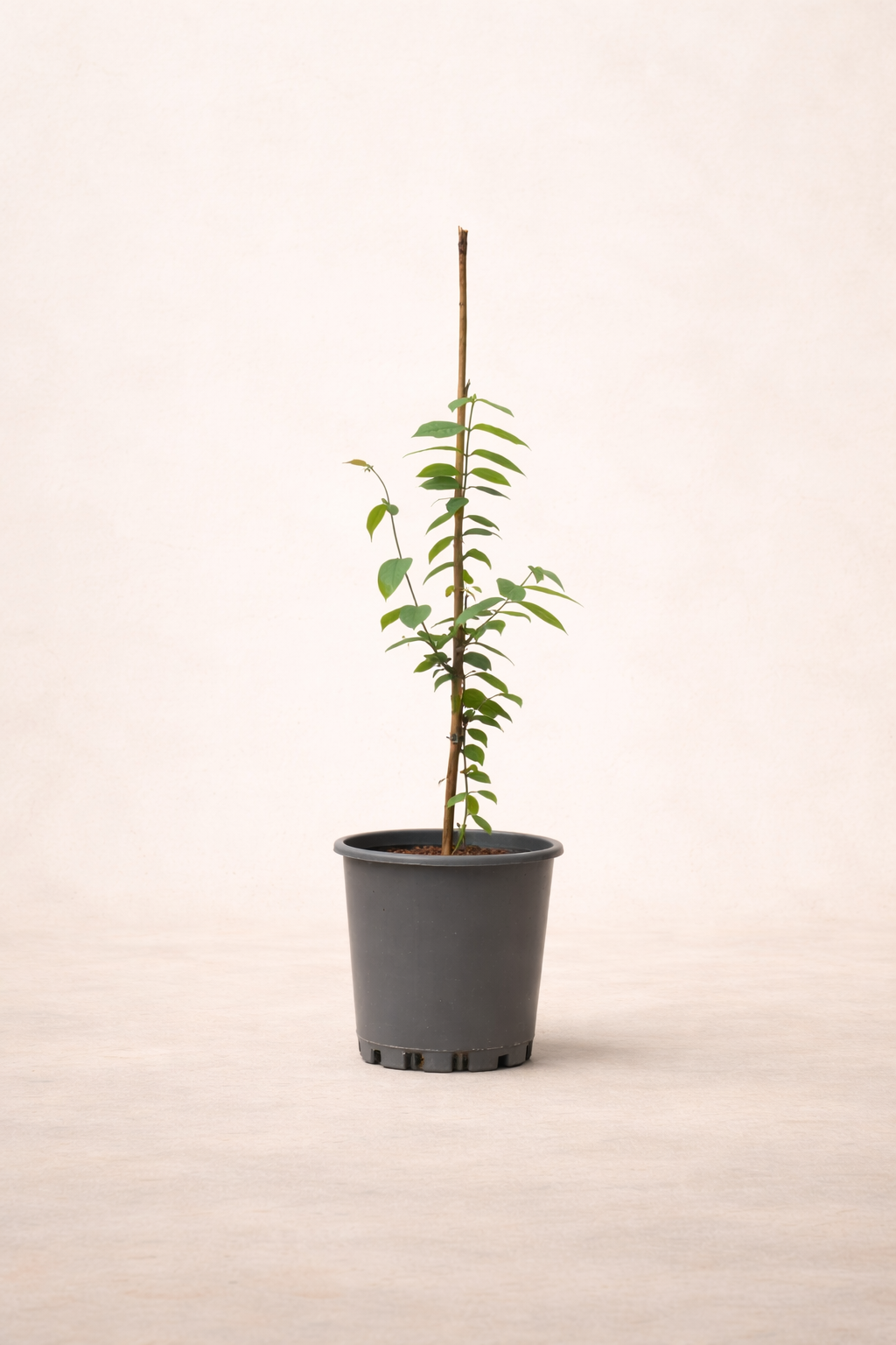 Rangoon Creeper Plant - نبات ياسمين هندي متسلق