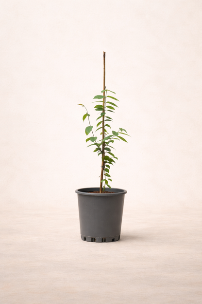 Rangoon Creeper Plant - نبات ياسمين هندي متسلق