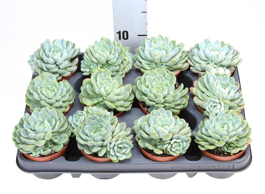 Echeveria elegans - Succulent Plant - Indoor House Plant - نبات داخلي