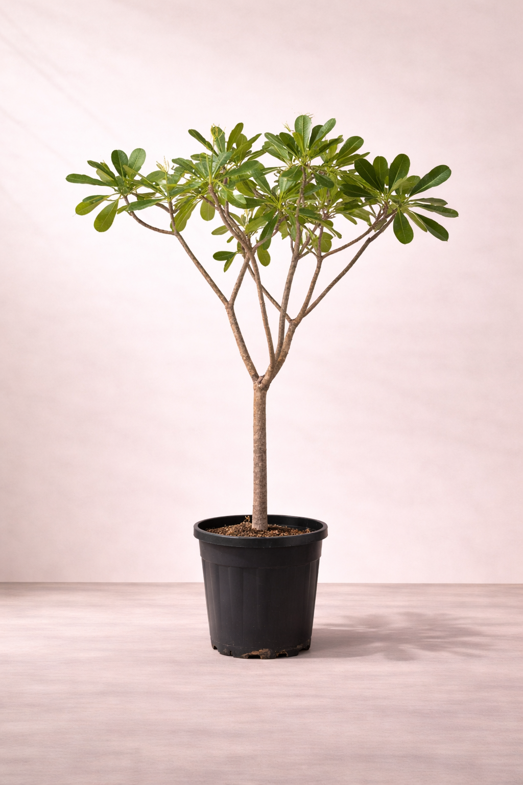 Plumeria Obtusa T...