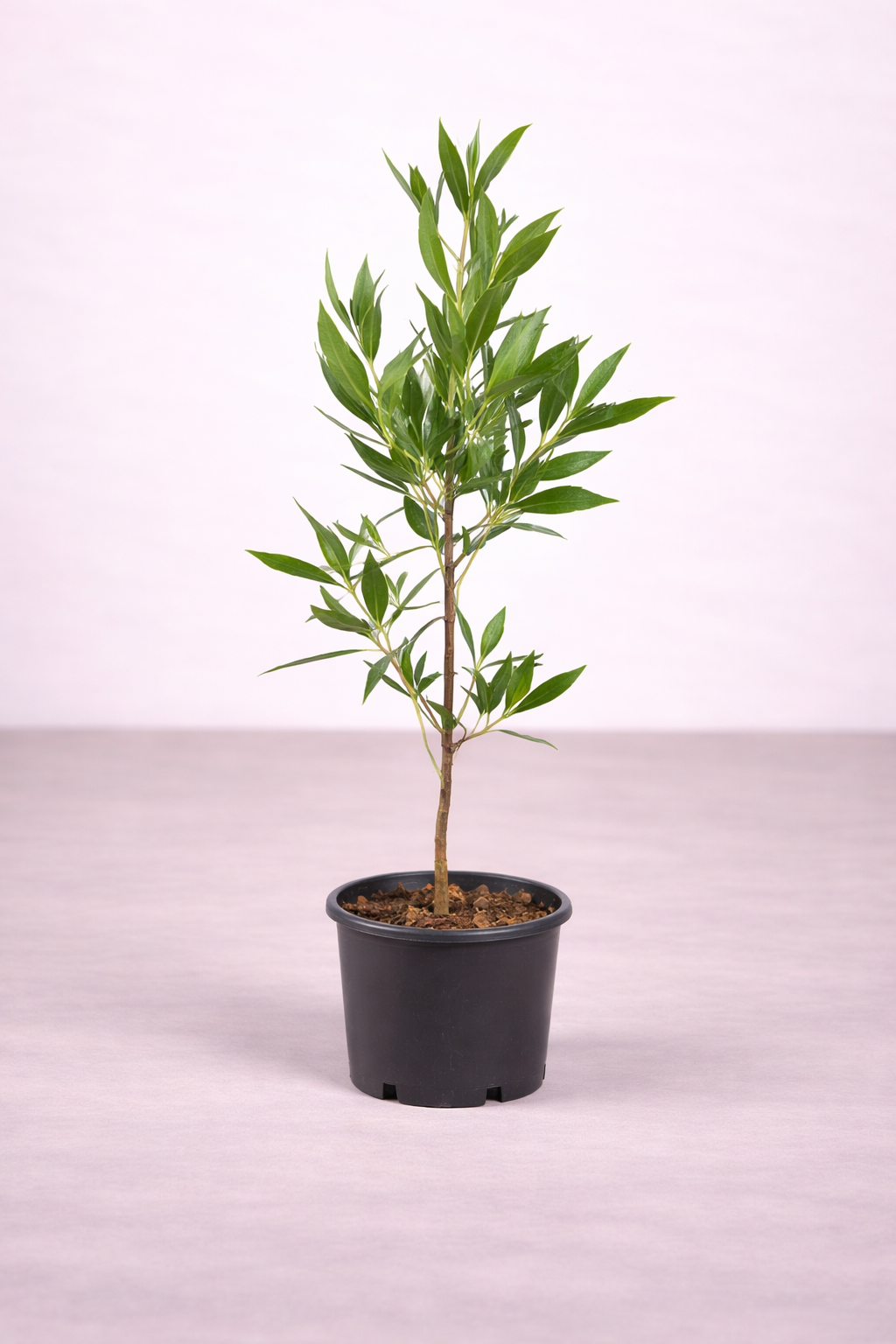 Conocarpus Plant – نبات كونكاربس