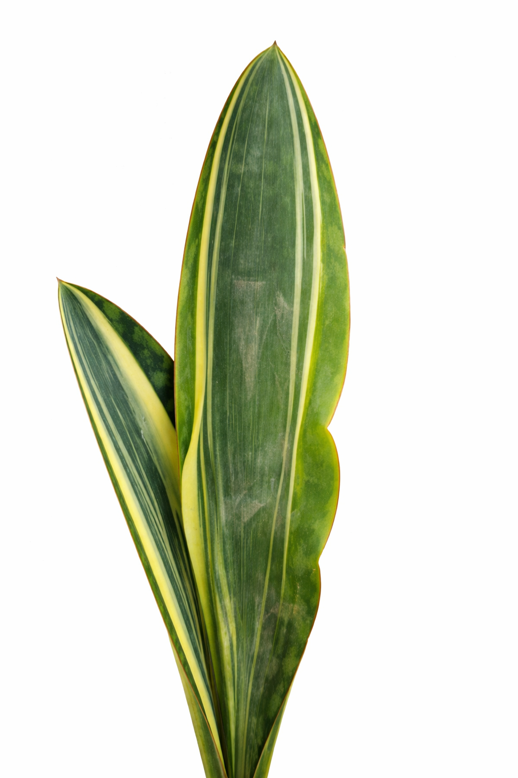 Sansevieria Whale Fin Variegated – Indoor Snake Plant | نبات داخلي