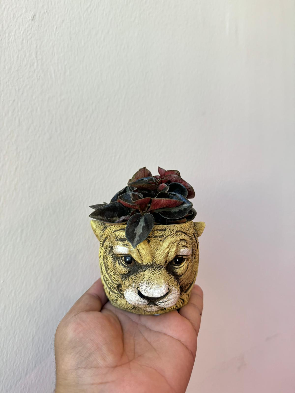 Peperomia Caperata in Lion Pot - Indoor Plant