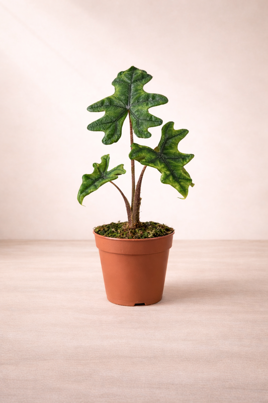 Alocasia Jacklyn - Rare Indoor House Plant - نبات داخلي - ألوكاسيا