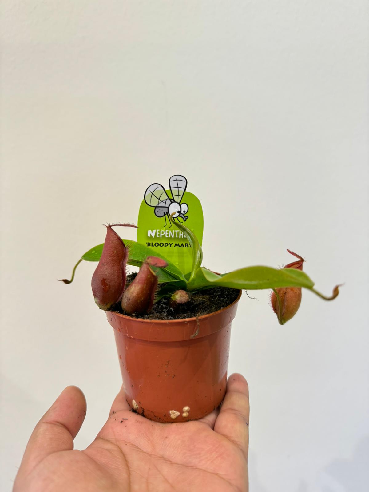 Nepenthes Plant - Carnivorous Plant - Insect Eating Plant - Indoor Plant