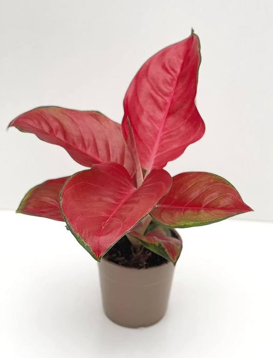 Aglaonema Pink - Chinese Evergreen - Indoor House Plant