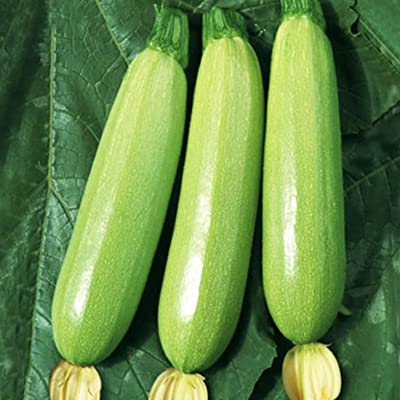 Zucchini Genovese Seeds