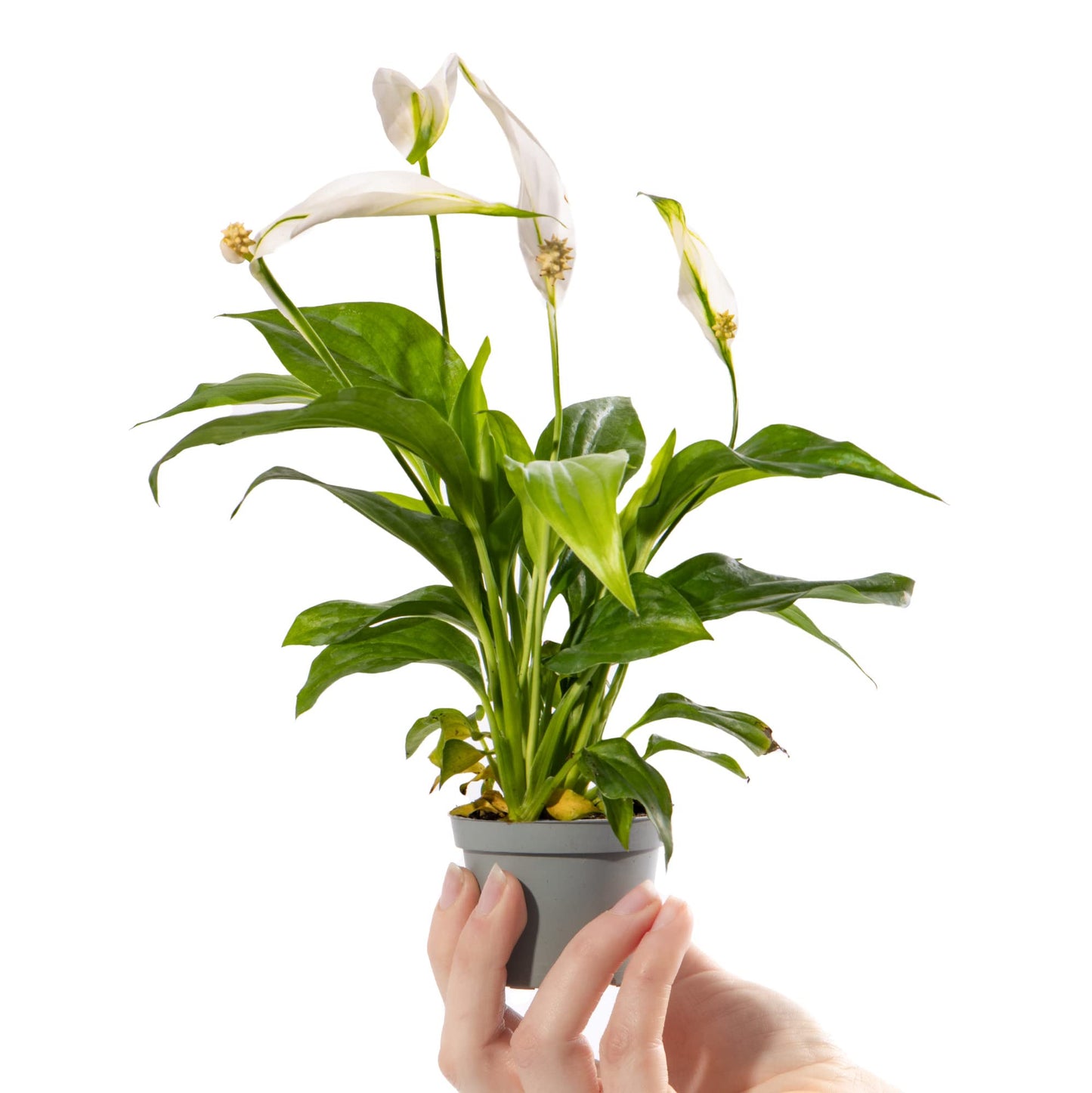 Spathiphyllum Pearl Cupido - Peace Lilly Plant - Indoor Flowering House Plant - نبات داخلي