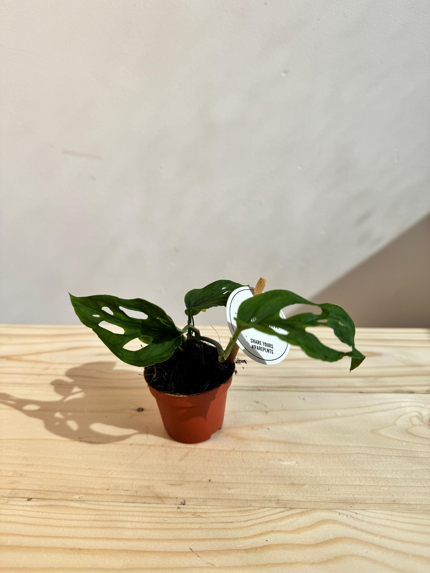 Monstera Obliqua - Rare Indoor House Plant - نبات داخلي