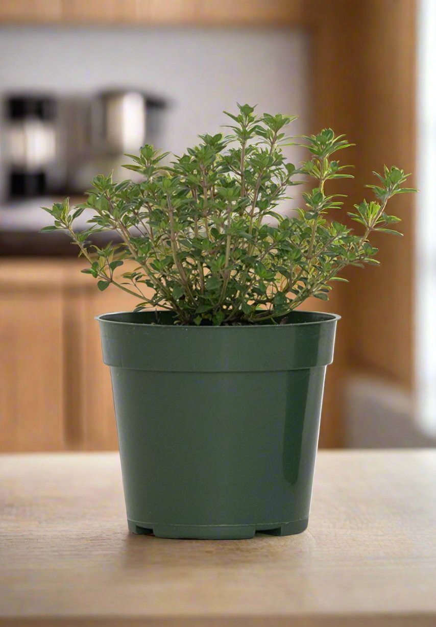 Organic Broadleaf Thyme Plant - نبات الزعتر