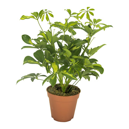 Schefflera Gerda Varigated - Indoor House Plant - نبات داخلي
