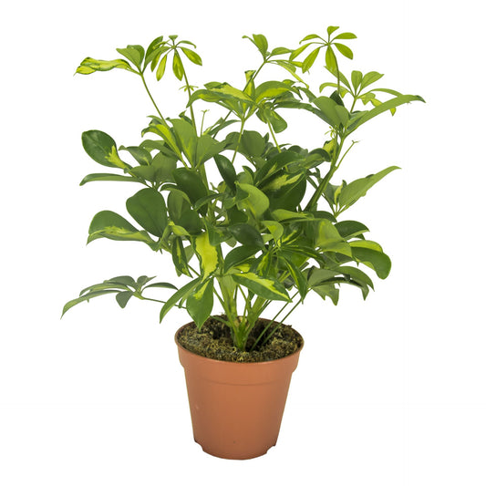 Schefflera Gerda Branched - Indoor House Plant - نبات داخلي