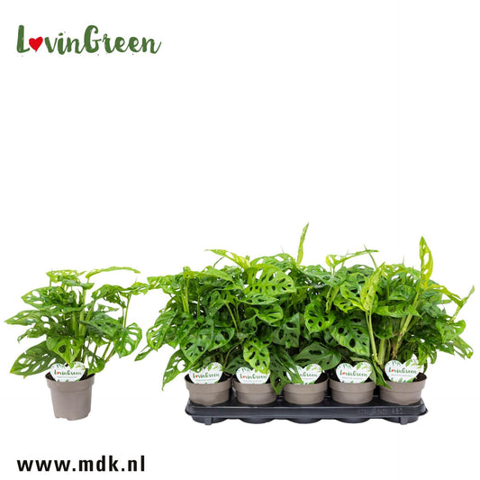 Monstera Adansonii - Obliqua Monkey Leaf - Indoor House Plant