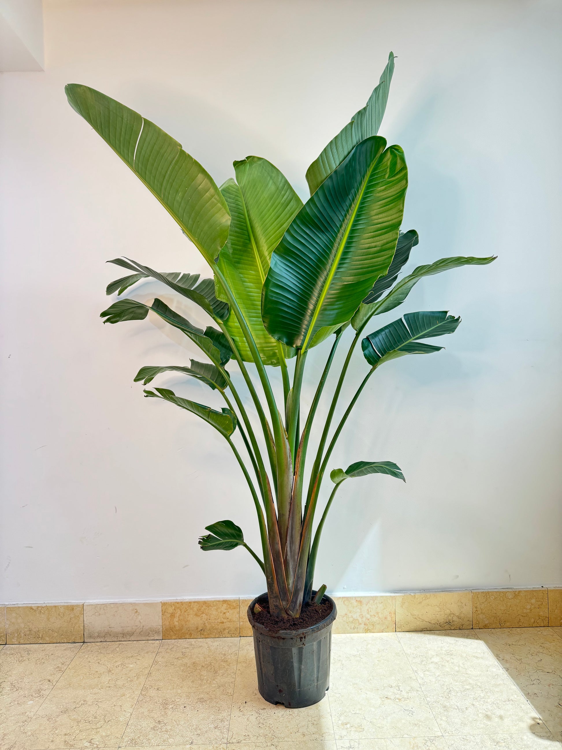 Strelitzia Nicolai, commonly known as the Bird of Paradise Plant, is a stunning indoor house plant