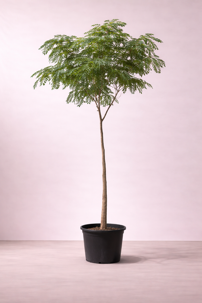 Albezia Lebbeck Tree - شجرة اللبخ