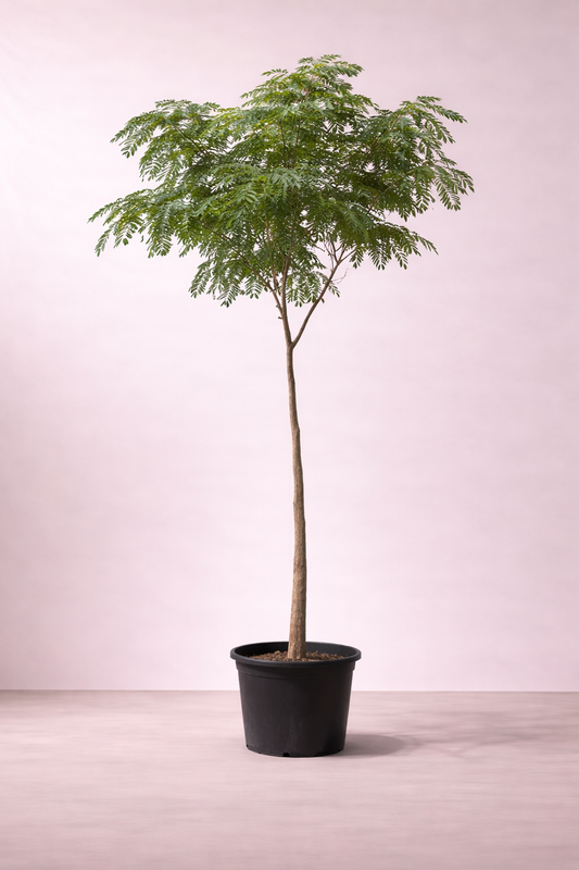 Albezia Lebbeck Tree - شجرة اللبخ