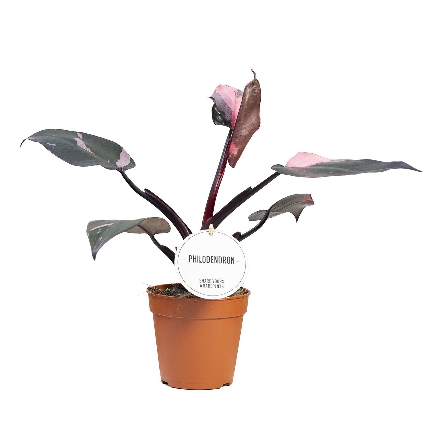 Philodendron Pink Princess - Rare Indoor House Plant - نبات داخلي