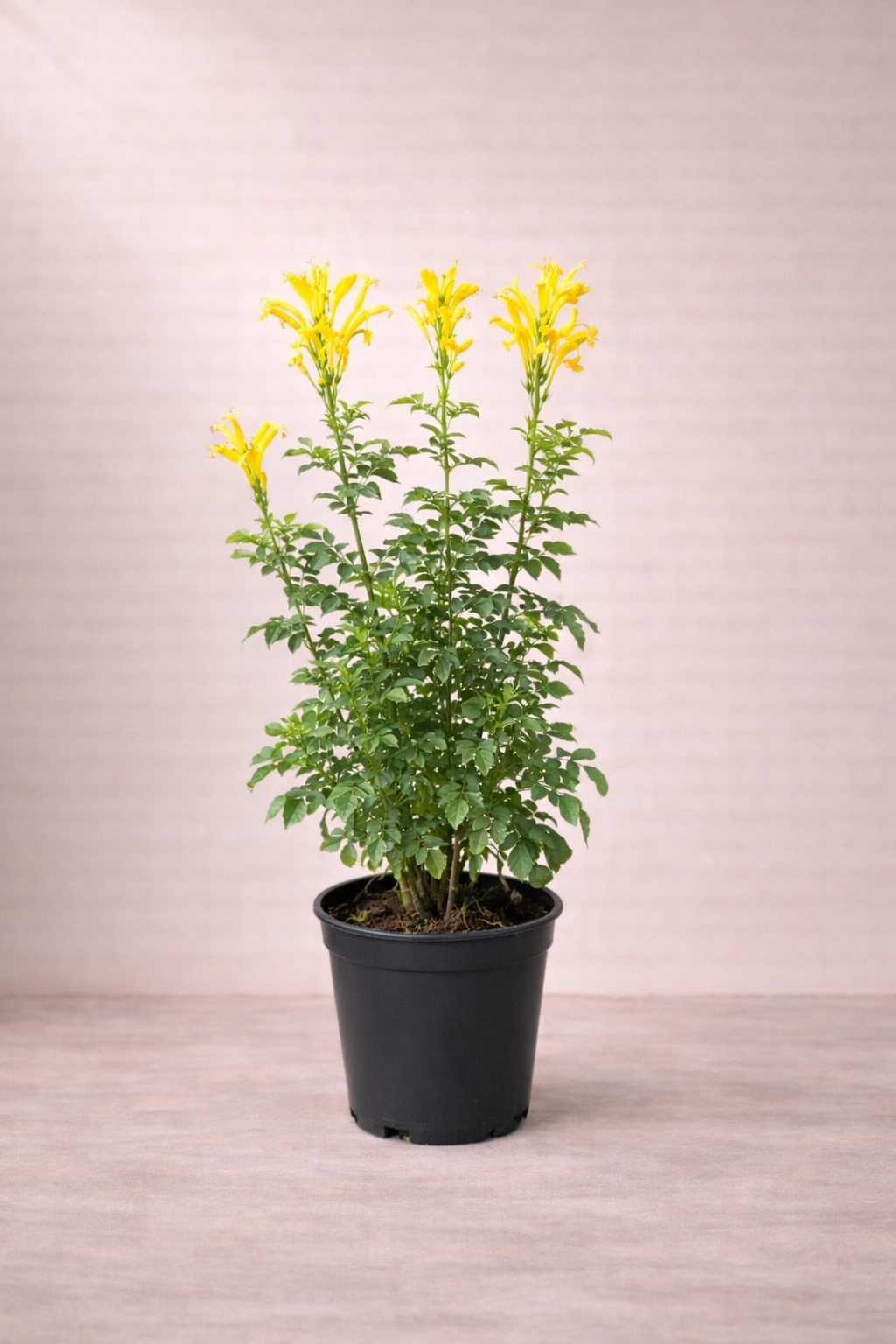 Tecomaria capensi...