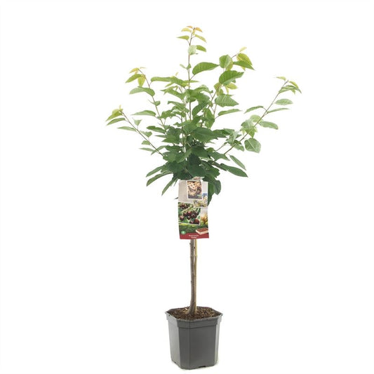 Sweet Cherry Plant 160cm - Prunus Avium Kordia - نبتة الكرز