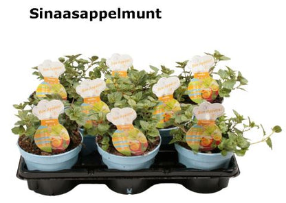 Organic Orange Mint Plant - نبات النعناع البرتقالي