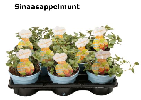 Organic Orange Mint Plant - نبات النعناع البرتقالي