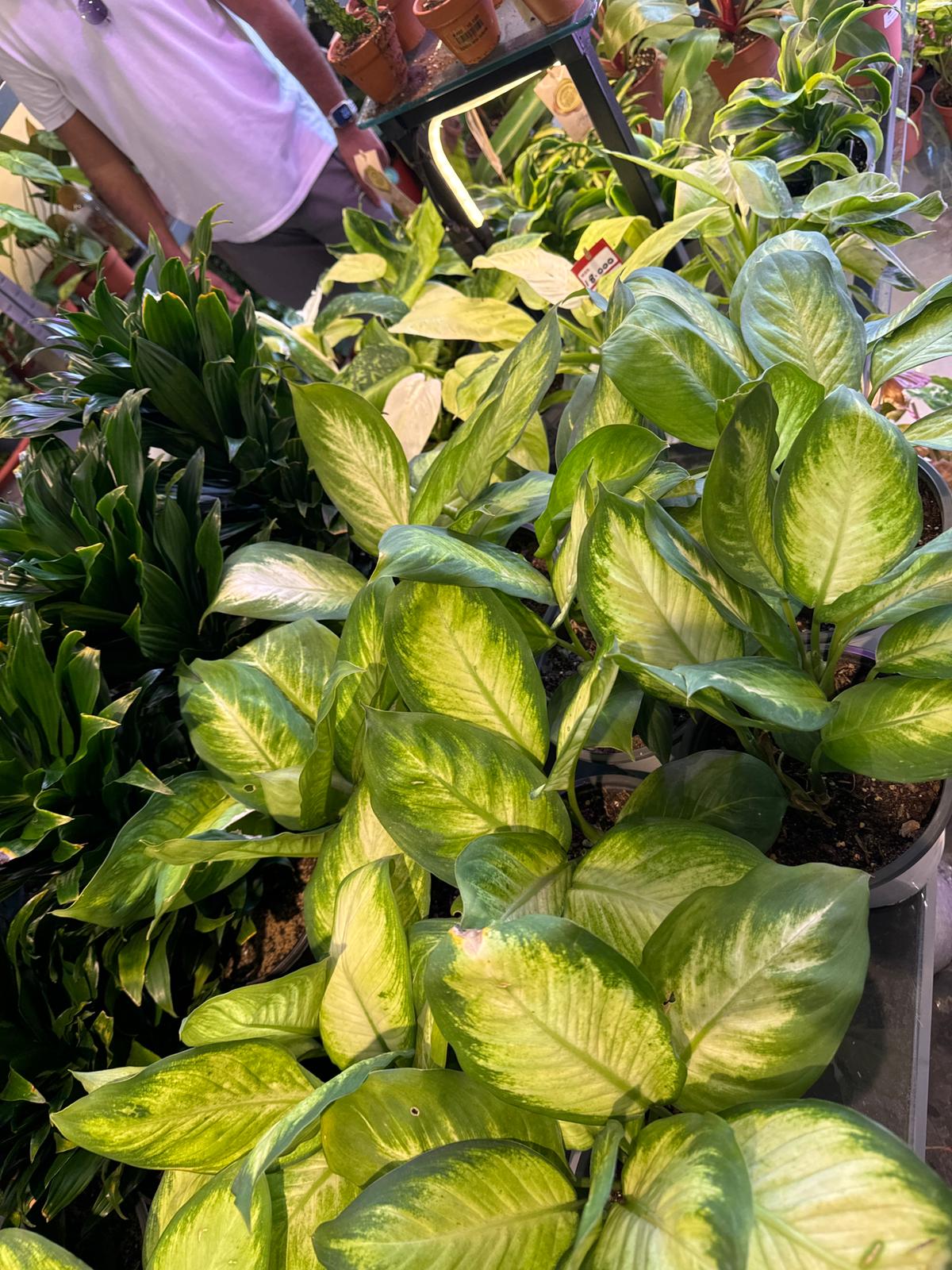 Dieffenbachia Camilla - Dumb Cane - Indoor House Plant - نبات داخلي
