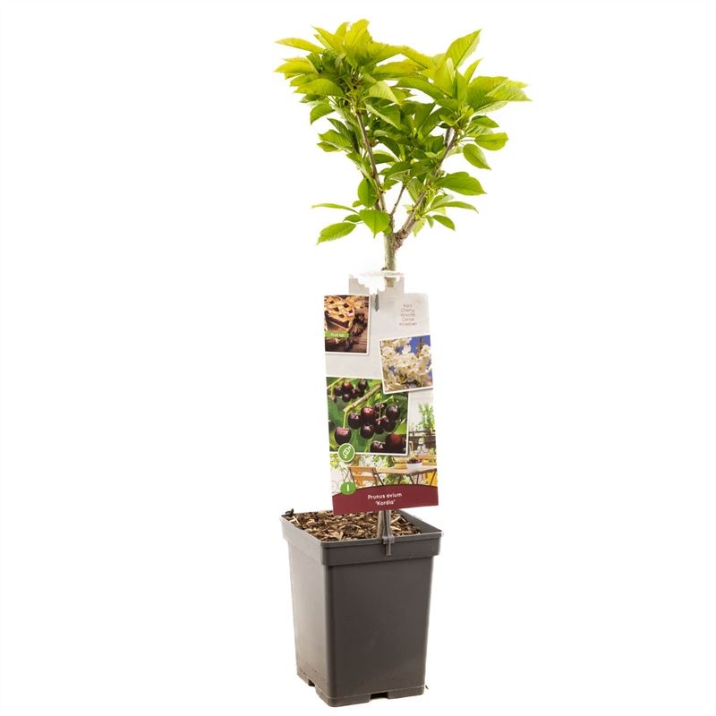 Cherry Plant 90cm - Prunus Avium Regina - نبتة الكرز