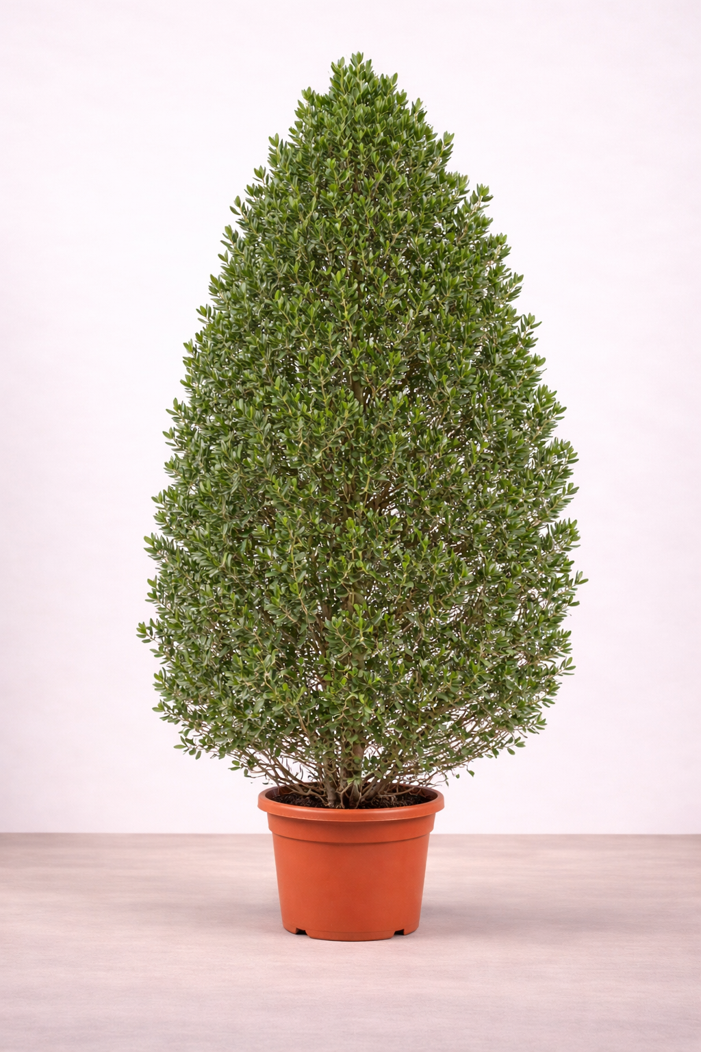 Conocarpus (Cypress Shape) – نبات كونوكاربس شكل سرو