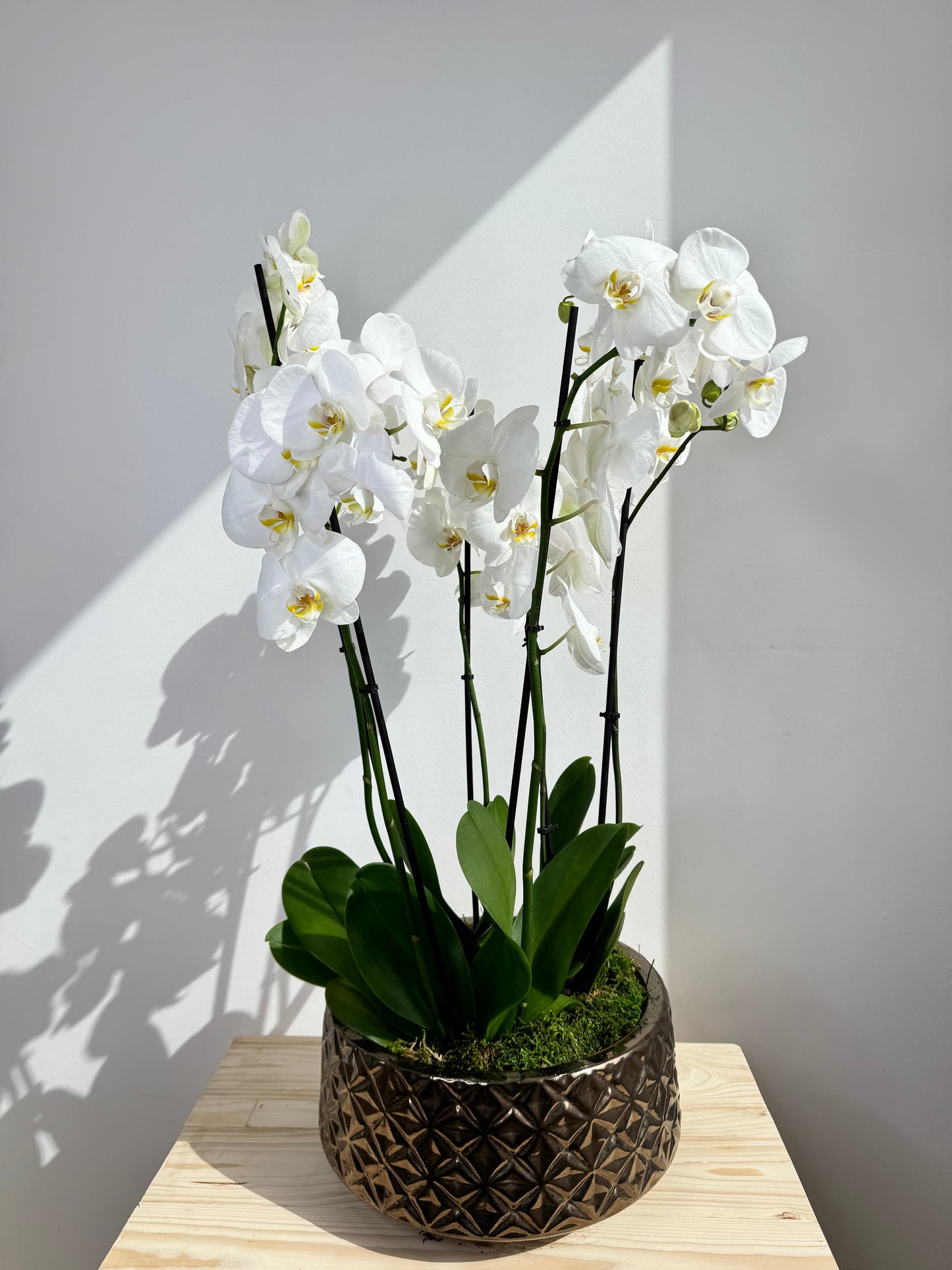 White Orchid Plant Bunch in Rose Gold Ceramic - نبات الأوركيد - Phalaenopsis