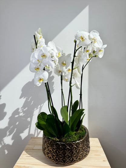 White Orchid Plant Bunch in Rose Gold Ceramic - نبات الأوركيد - Phalaenopsis