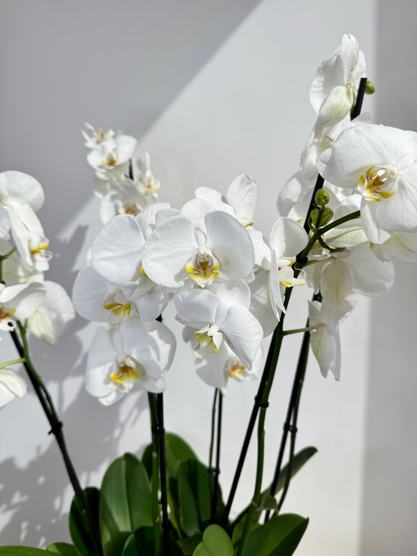 White Orchid Plant Bunch in White Ceramic - نبات الأوركيد - Phalaenopsis