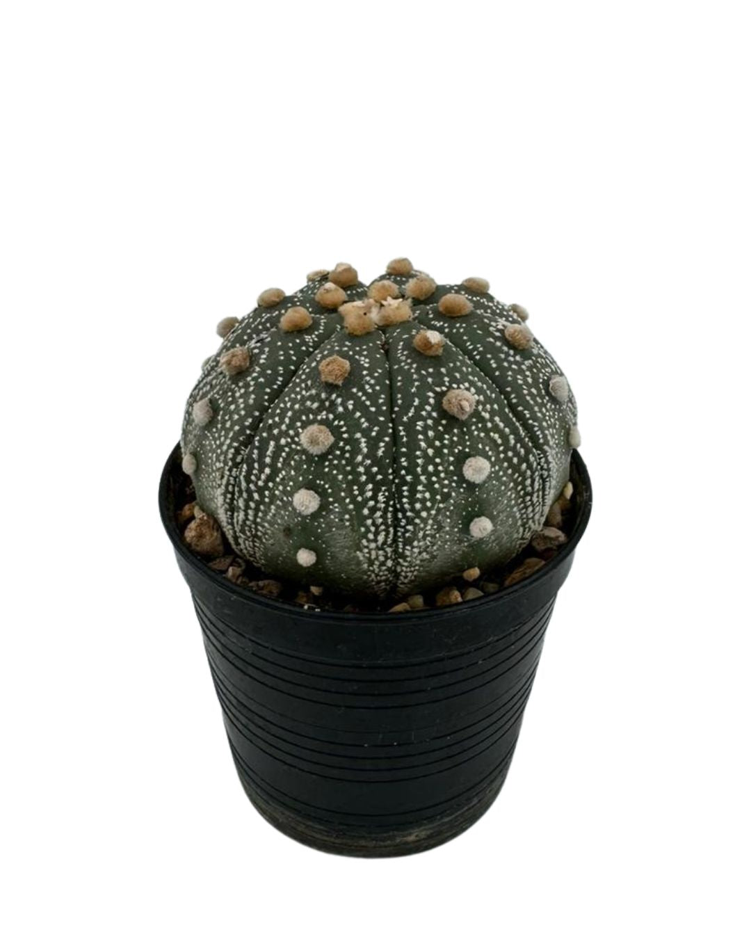 Super Kabuto Cactus - نبات صبّار