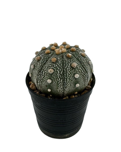 Super Kabuto Cactus - نبات صبّار