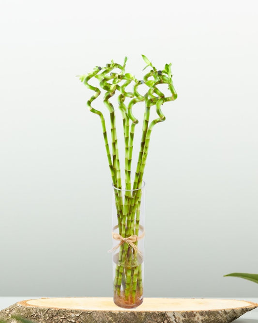 Curly Lucky Bamboo with Vase - نبتة بامبو