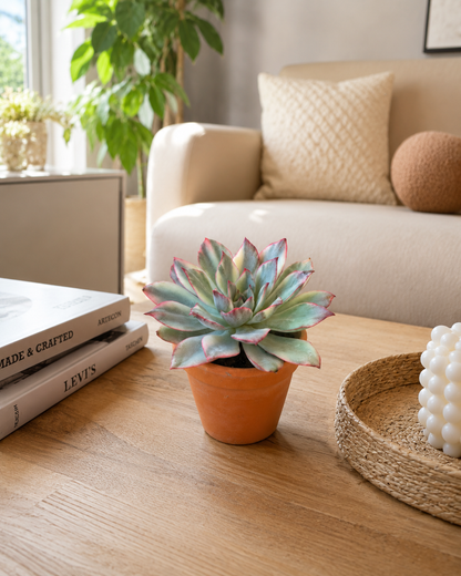 Echeveria Moon Gatonis Variegated - Succulent Plant - Indoor House Plant - نبات داخلي